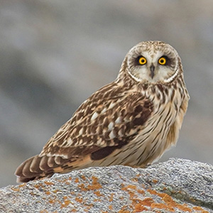 Short-eared Owl
